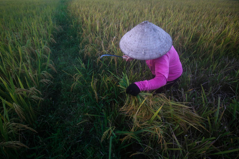 Vietnam seeks to reduce reliance on Asian rice markets