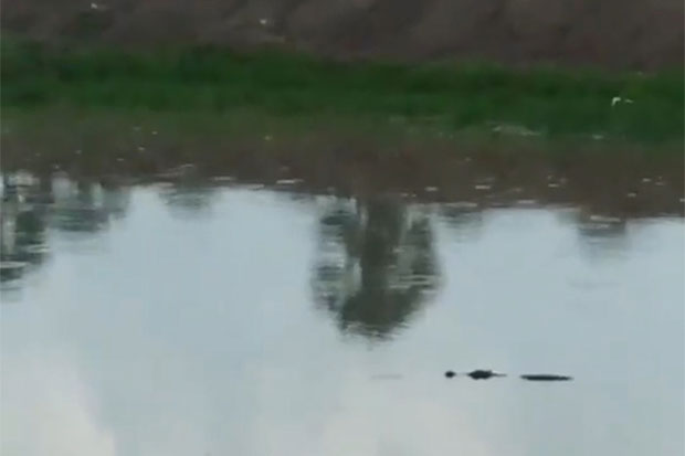 Two more crocodiles spotted swimming in Hat Yai canal