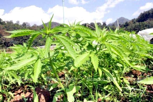 By New Year's Eve, it may be legal to grow small patches of marijuana (above) and kratom for research. It's not full legalisation by any stretch but it's the first relaxation of any drug law since the late 1960s. (File photo)