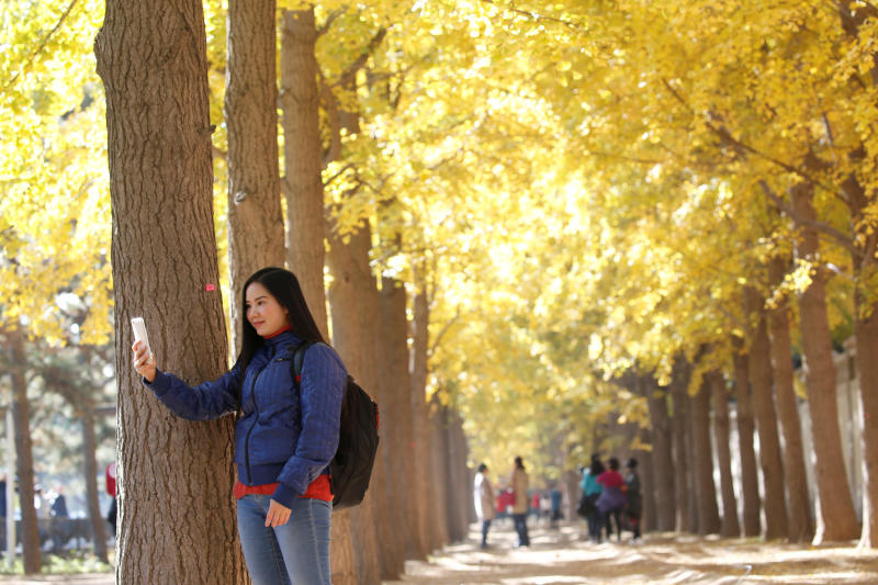 A woman takes pictures under ginkgo trees outside Diaoyutai State Guest House on a late autumn day in Beijing on Nov 1, 2018. (Reuters photo) A woman takes pictures under ginkgo trees outside Diaoyutai State Guest House on a late autumn day in Beijing on Nov 1, 2018. (Reuters photo)