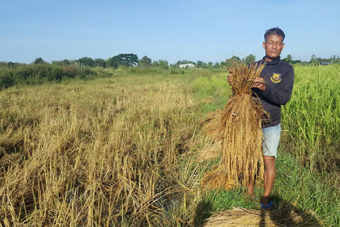 Paddy Post Bangkok Post - Farmers advised to harvest paddy in daytime to avoid dew