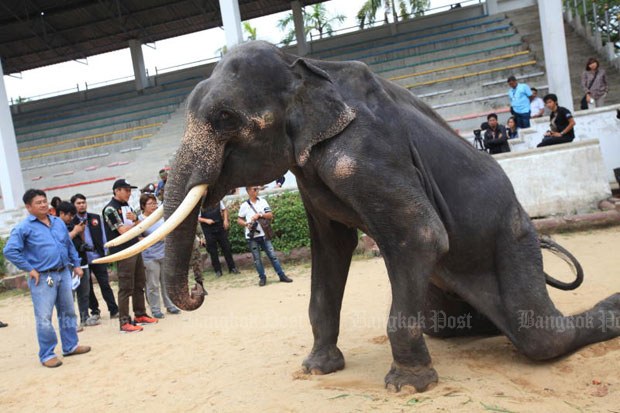 Wildlife officials inspect the skinny 18-year-old elephant at the Samut Prakan Crocodile Farm and Zoo in Samut Prakan province on Wednesday.The management was ordered to give it and another elephant a rest from performing, and change their diet. (Photo by Somchai Poomlard)