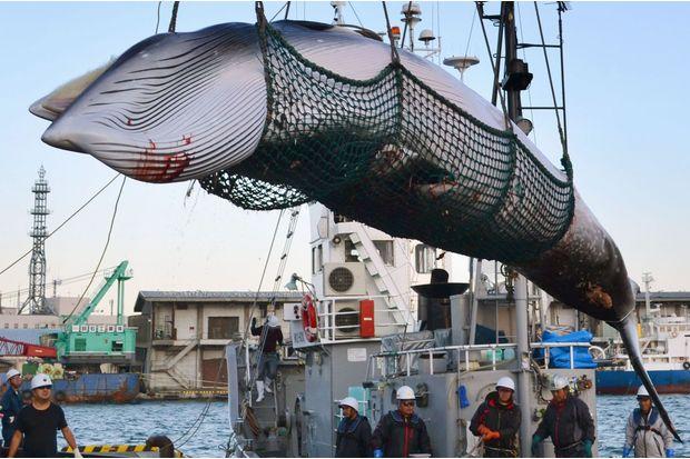 Japan to resume commercial whaling after leaving IWC:The Asahi Shimbun Japan to resume commercial whaling after leaving IWC:The Asahi Shimbun