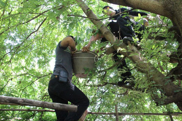 Police seize a pot containing young cannabis plants hidden up in a tamarind tree in Muang district of Kalasin province in May. The 48-year-old man who grew it claimed he smoked it only to treat an illness. The National Legislative Assembly on Tuesday passed an amendment bill permitting the production and possession of cannabis and kratom for medical purposes. (Photo by Yongyut Phuphuangphet)