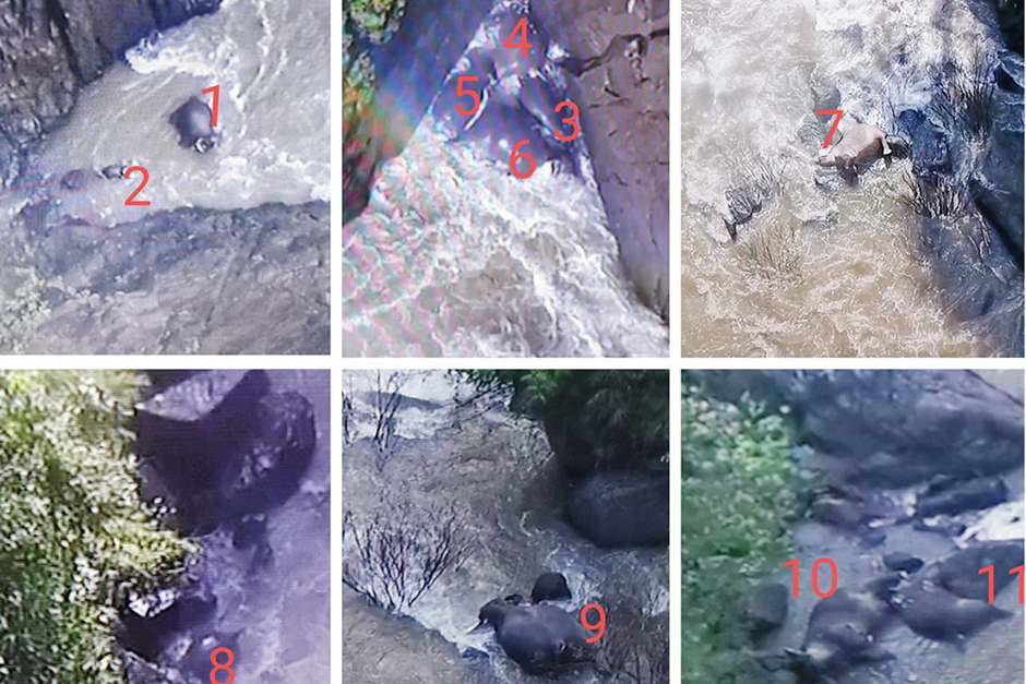 Oct 5: Eleven wild elephants died after falling into Haew Narok waterfall in Khao Yai National Park. — Disaster Response Association of Thailand
