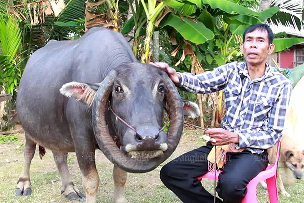 Circle-horned buffalo ringed by tourists in Buri Ram village