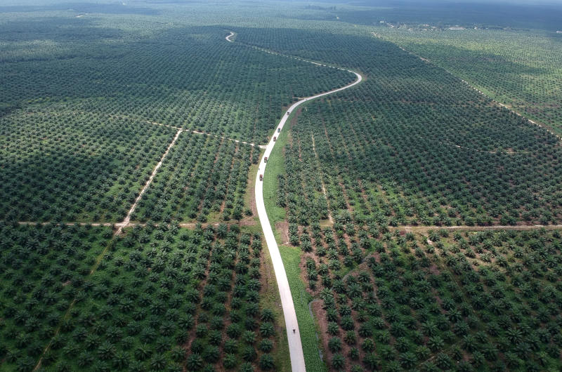 Indonesia to challenge EU directive on palm oil