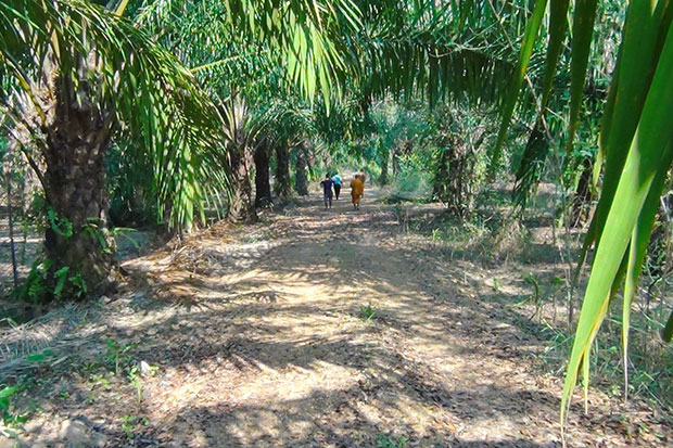 Police, forestry officials and monks enter the oil-palm plantation where a 35-year-old monk was found dead, killed by wild elephants, at his place of seclusion on Wednesday morning.(Photo by Sonthanaporn Inchan) Police, forestry officials and monks enter the oil-palm plantation where a 35-year-old monk was found dead, killed by wild elephants, at his place of seclusion on Wednesday morning.(Photo by Sonthanaporn Inchan)
