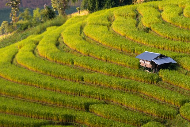 The storied rice terraces at Ban Pa Pong Piang, Chiang Mai. The rice industry from farmers to exporters have raised concern over the junta's Rice Act. (Flickr/Creative Commons) The storied rice terraces at Ban Pa Pong Piang, Chiang Mai. The rice industry from farmers to exporters have raised concern over the junta's Rice Act. (Flickr/Creative Commons)