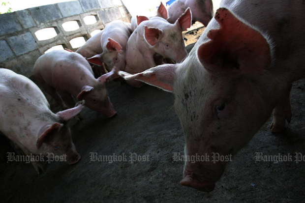 Vietnam has confirmed the first African swine fever cases in three provinces. (Bangkok Post photo) Vietnam has confirmed the first African swine fever cases in three provinces. (Bangkok Post photo)