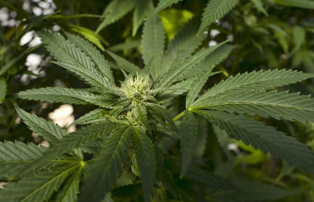 This Sept 11, 2018, file photo shows a marijuana plant at SLOgrown Genetics in the coastal mountain range of San Luis Obispo, California, US. (AP photo) This Sept 11, 2018, file photo shows a marijuana plant at SLOgrown Genetics in the coastal mountain range of San Luis Obispo, California, US. (AP photo)