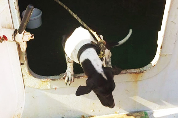 Outrage over dog euthanised after reaching Hong Kong on Thai cargo vessel