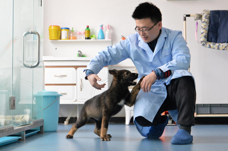 China’s first cloned police dog reports for duty