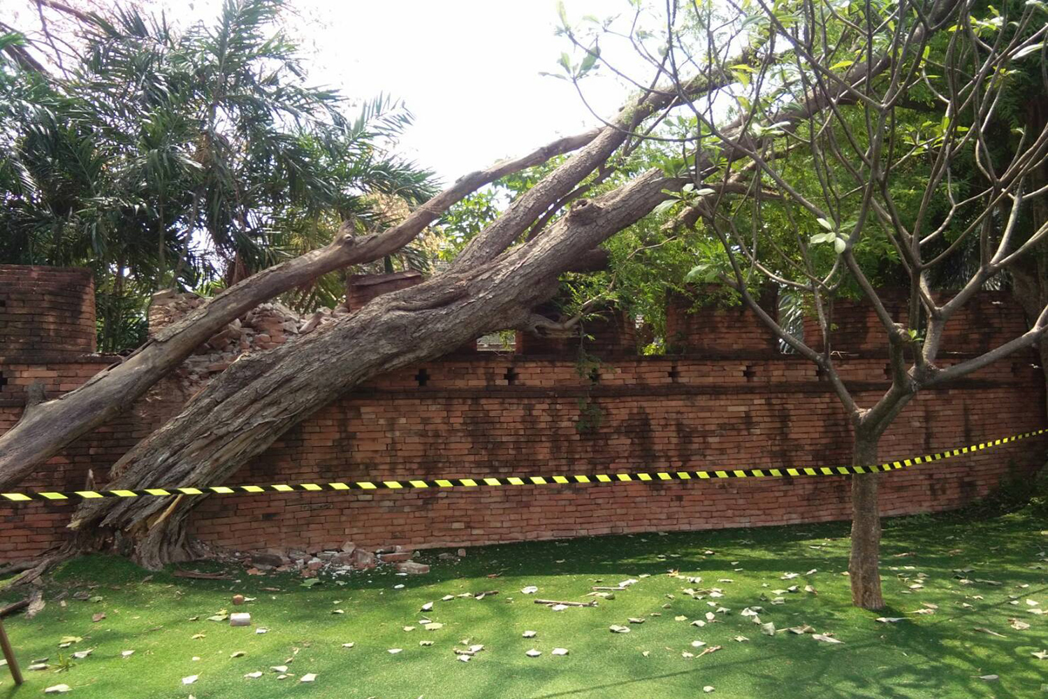 Ancient wall damaged by fallen tamarind tree