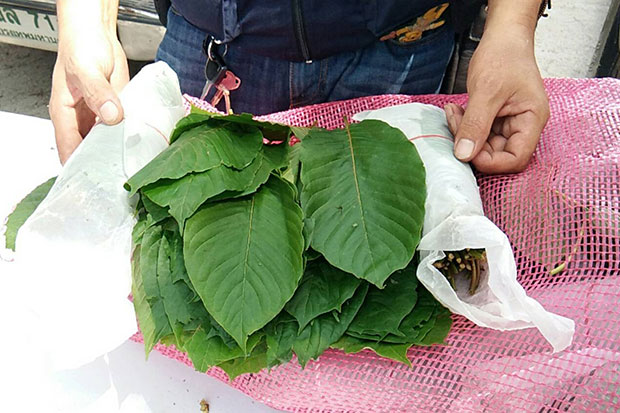 One tonne of kratom leaves seized