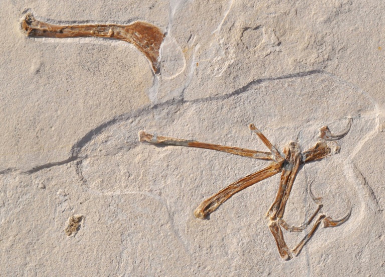 Scientists unearth 'most bird-like' dinosaur ever found