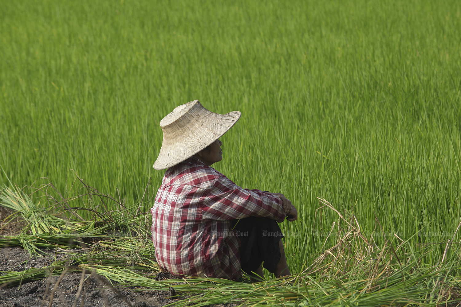 Thai rice faces competition from China as the East Asian country plans to ramp up its rice shipments to other markets. (Photo by Pattanapong Hirunard)