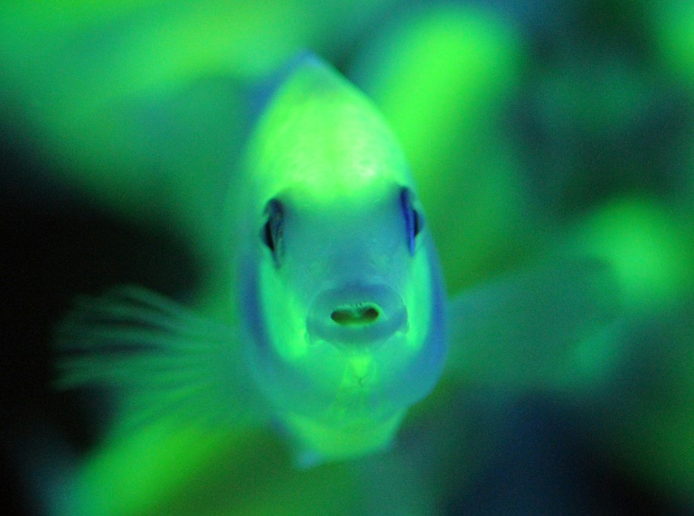 Lovelorn fish turn gloomy when separated: study 