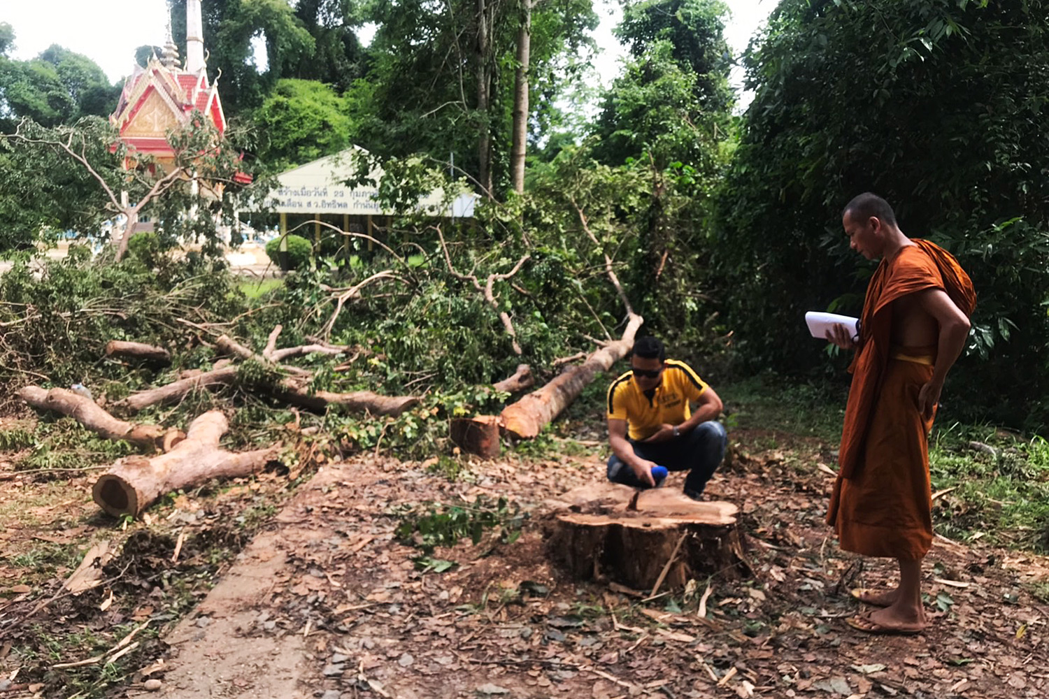 Temple abbot admits he sold 200-year-old phayung tree for B1.2m