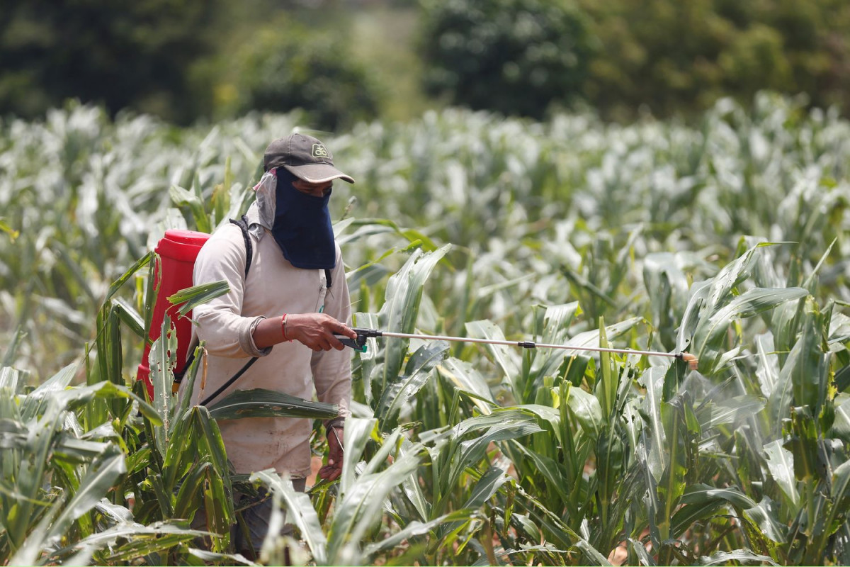Armyworm Insecticide Bangkok Post - Fall armyworm invades crops across Asia
