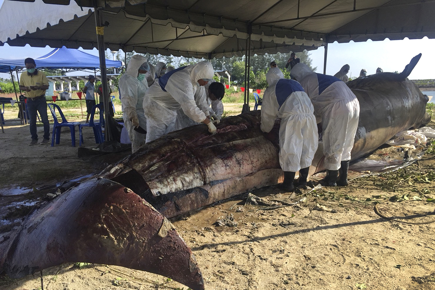 Veterinarians conduct an autopsy on a dead Bryde’s whale on Suan Son beach in Tha Chana district of Surat Thani on Friday. (Photo by Supapong Chaolan)