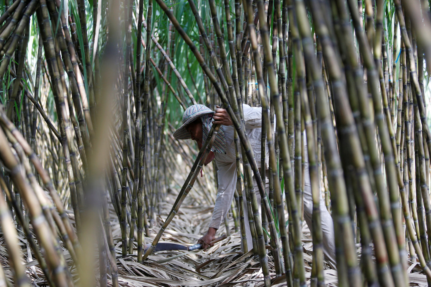 A man collects sugar cane at his farm in Kandal province of Cambodia. (Reuters Photo)