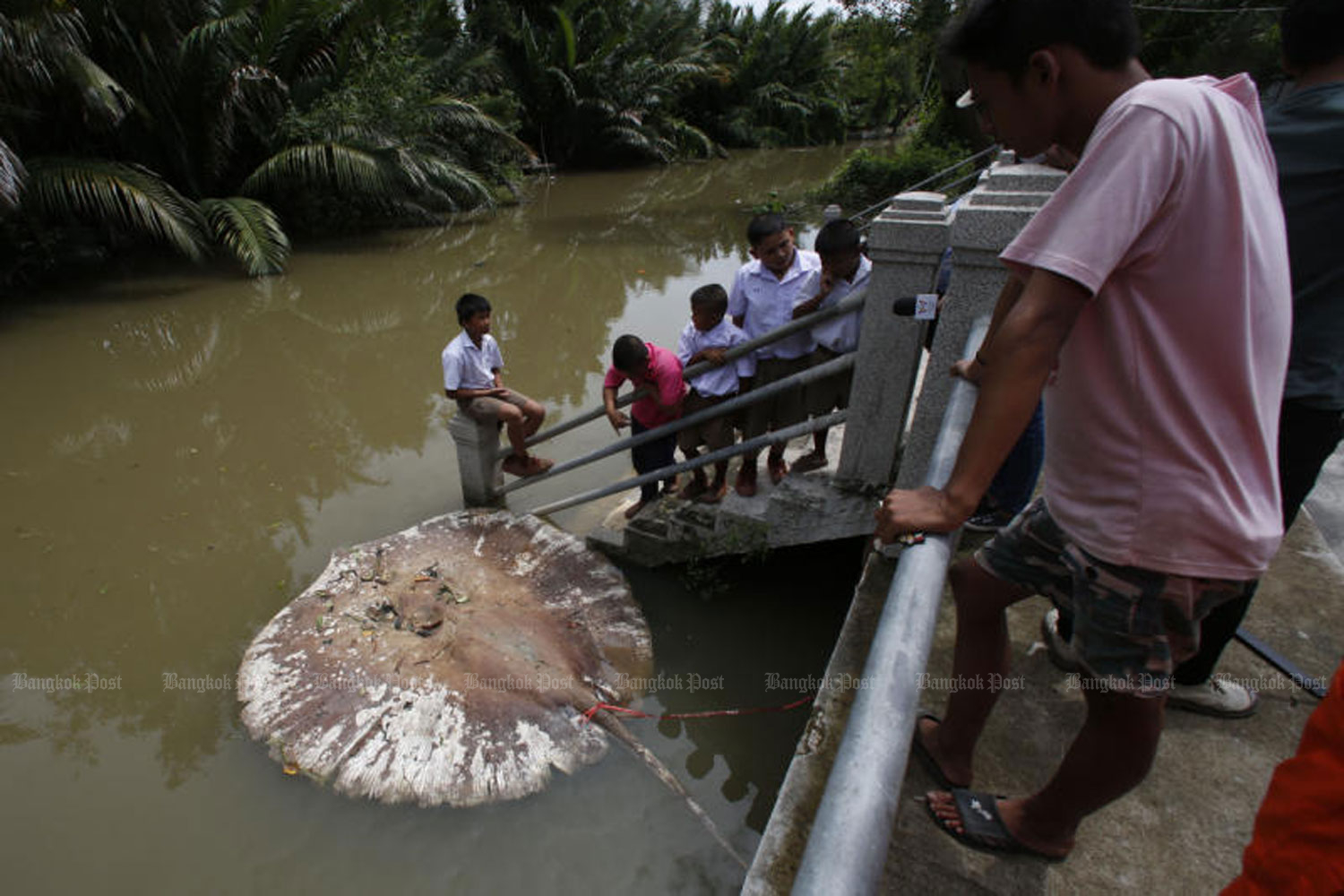 A dead giant stingray floats in front of Wat Khu Thamsathit in Khlong Bangkantaek, which is linked to the Mae Klong River, in Samut Songkhram’s Muang district, on Oct 7, 2016. (Photo by Pattarapong Chatpattarasill) A dead giant stingray floats in front of Wat Khu Thamsathit in Khlong Bangkantaek, which is linked to the Mae Klong River, in Samut Songkhram’s Muang district, on Oct 7, 2016. (Photo by Pattarapong Chatpattarasill)