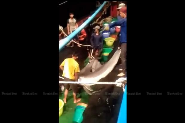 Video shows dolphins caught in fishermen's net | Bangkok Post: learning