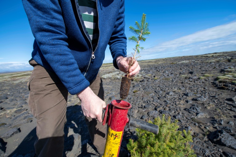 Iceland was once lush with forests, but the Vikings razed everything to build homes and make way for grazing pastures when they occupied the island. Iceland was once lush with forests, but the Vikings razed everything to build homes and make way for grazing pastures when they occupied the island.