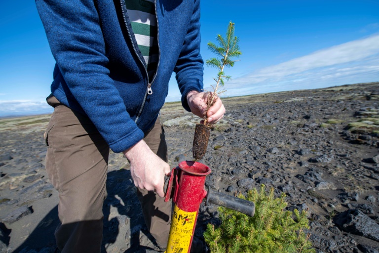 Iceland replanting forests razed by the Vikings