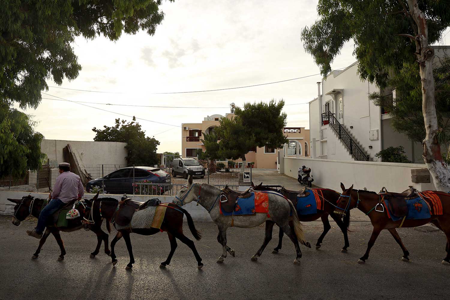 A man walks with his donkeys on the Greek island of Santorini, Greece. (Reuters file photo) A man walks with his donkeys on the Greek island of Santorini, Greece. (Reuters file photo)