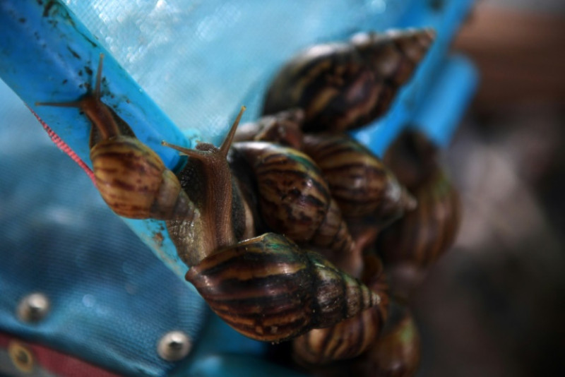 Slum Snails Bangkok Post - Farmers on the cash trail with snail slime