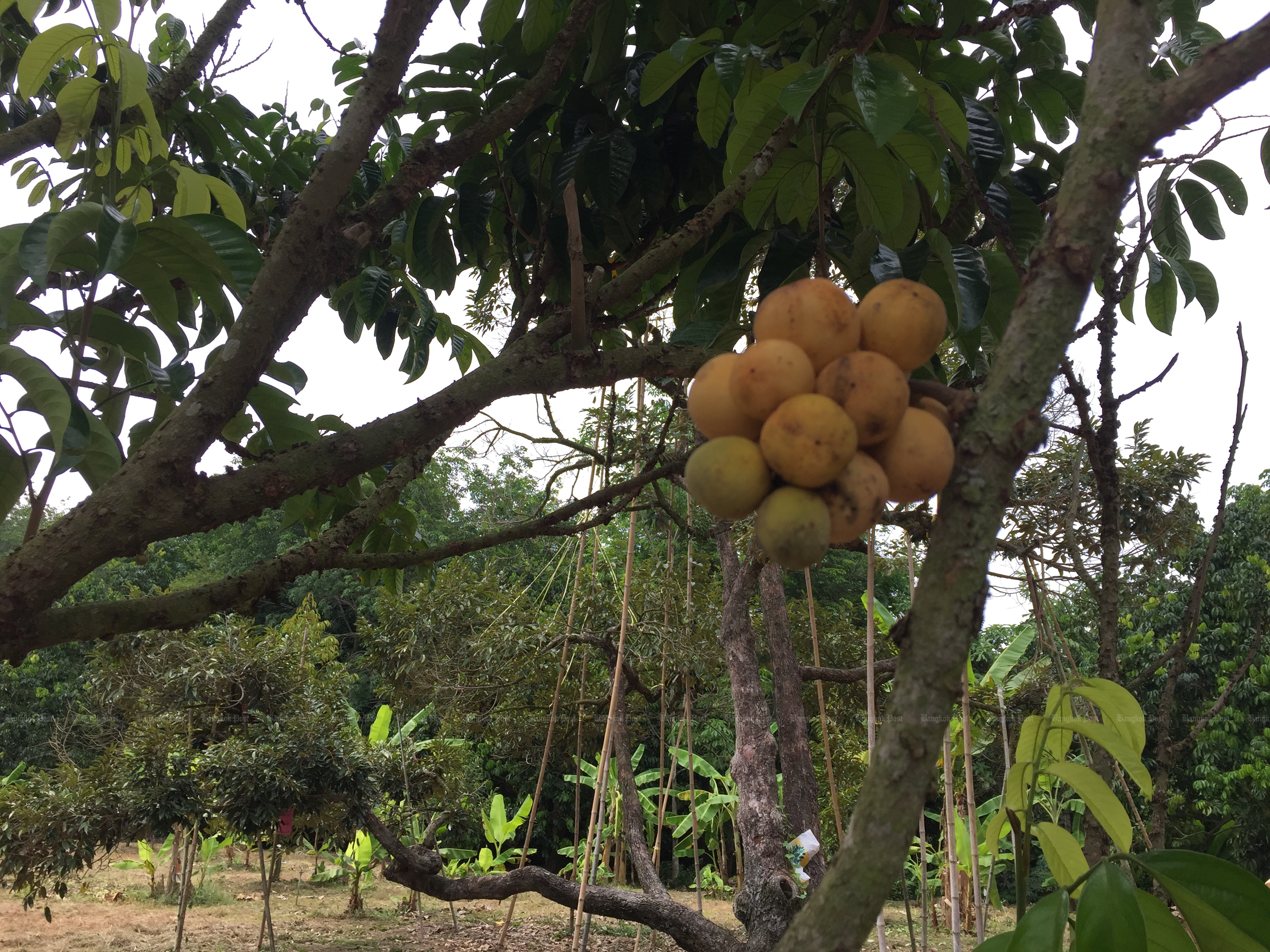 BAAC crop insurance to cover fruit and dairy farms