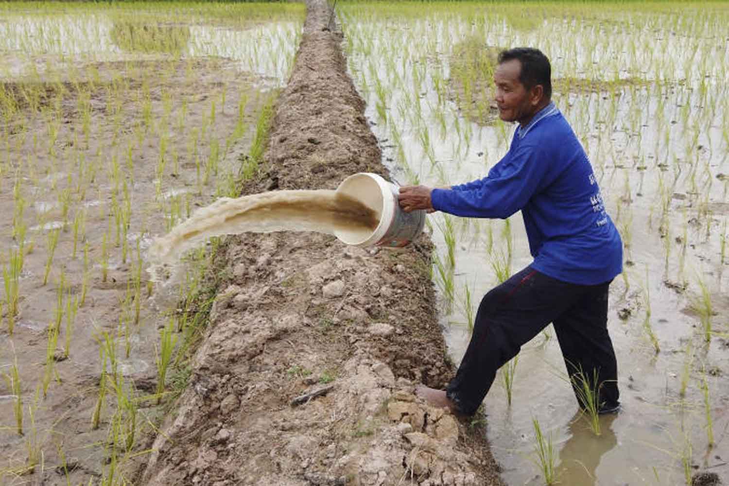 Yao Kaewsikhao tries to save a dry paddy field in Nong Kung Si district of Kalasin province. (Photo by Yongyut Phuphuangphet)