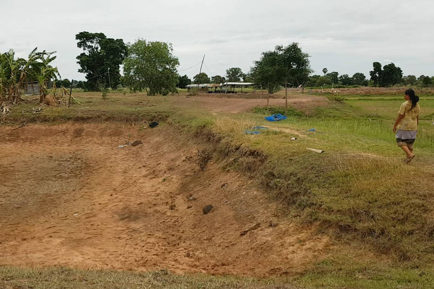 Out of season rice could be stopped