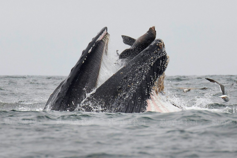 A sea lion accidentally caught in the mouth of a humpback whale in Monterey Bay, California.