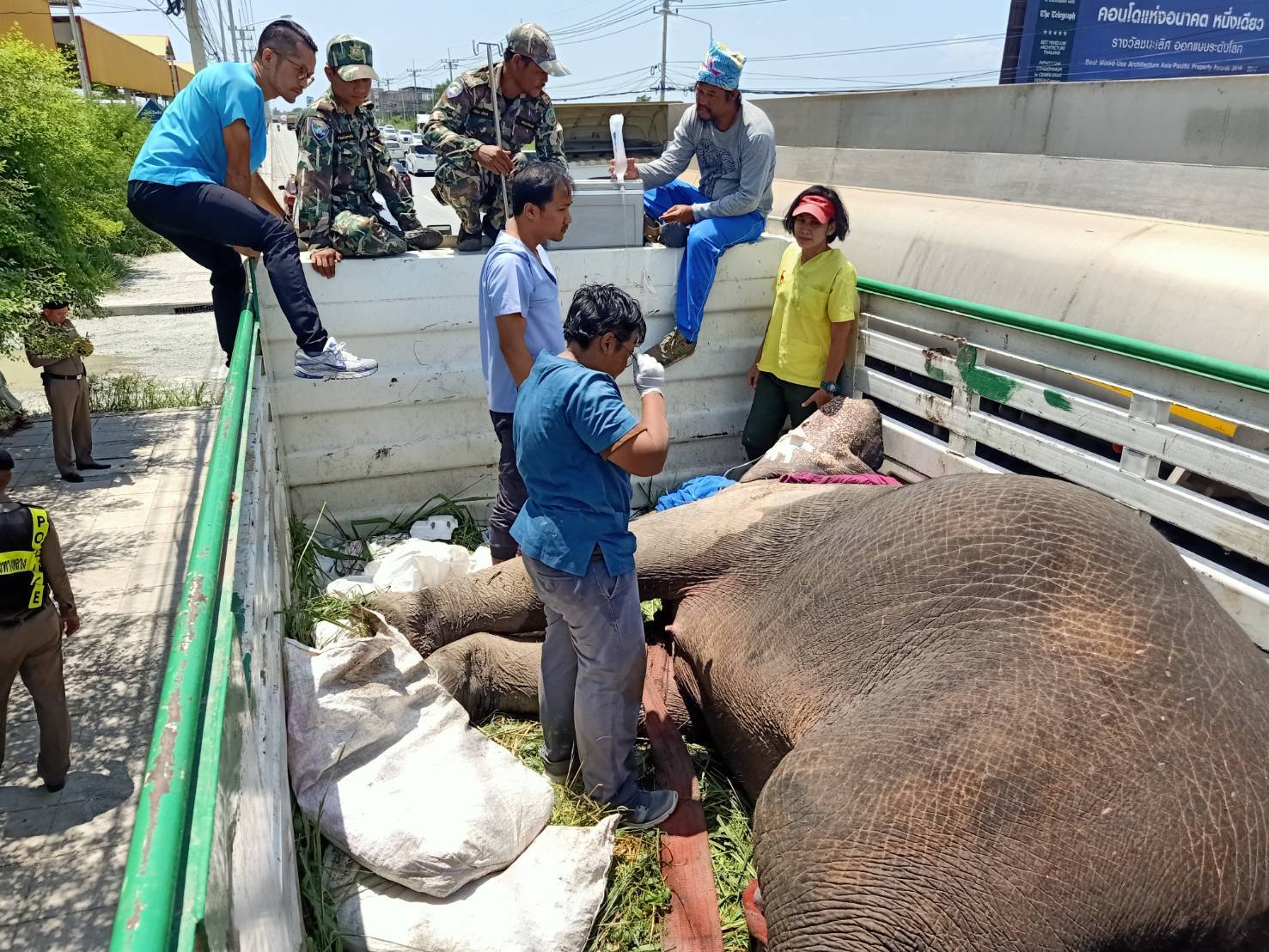 Elephant hit by truck, dies on way to hospital