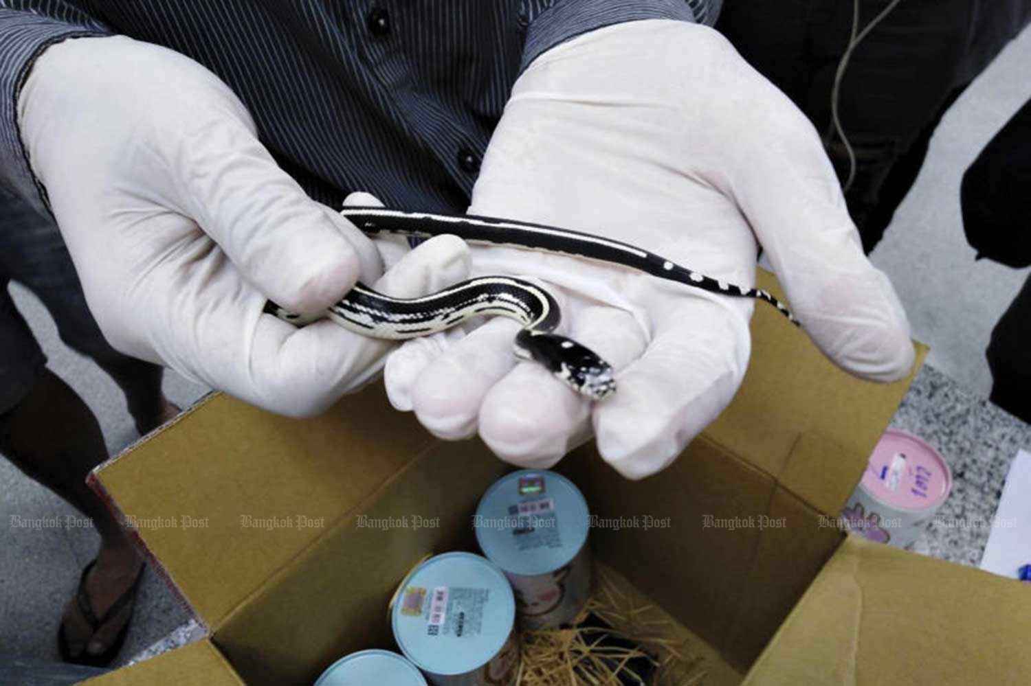 One of the 12 snakes found hidden in two parcels mailed from Taiwan to a woman in Chiang Mai. The shipment was intercepted at the Postal Customs Service Division in Bangkok's Laksi district on Wednesday. (Photo taken from @DNP1362 Facebook page)