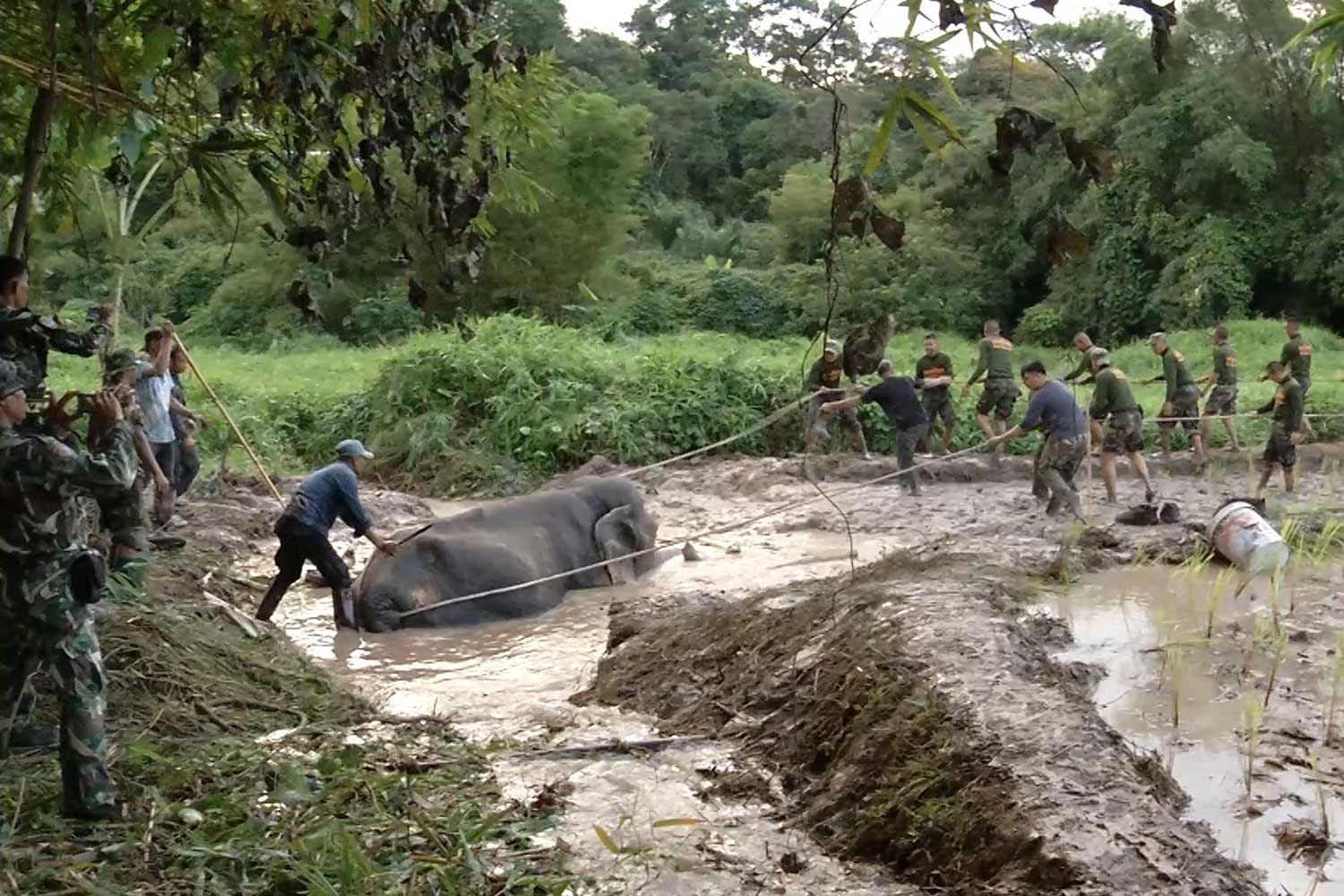 8-hour operation rescues trapped wild elephant