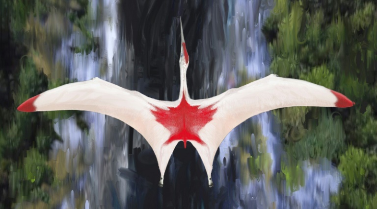 Artist's impression of a Cryodrakon boreas, a newly discovered species of pterosaur. Artist's impression of a Cryodrakon boreas, a newly discovered species of pterosaur.