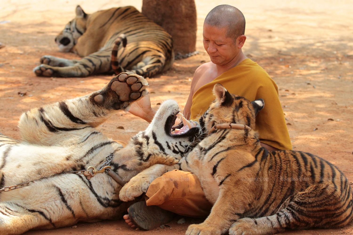 A monk gives a tiger a drink at Wat Pa Luangta Maha Bua in Kanchanaburi in 2015. (Bangkok Post file photo)