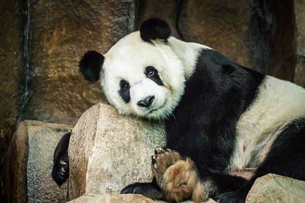 Panda Xuang Xuang dies at Chiang Mai zoo