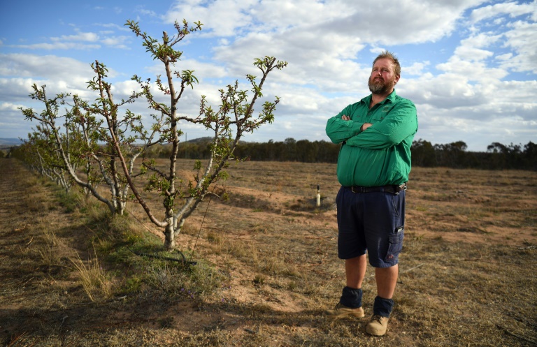 Angus Ferrier stands by his few remaining citrus trees at his drought-hit orchard Stanthorpe, regional Queensland Angus Ferrier stands by his few remaining citrus trees at his drought-hit orchard Stanthorpe, regional Queensland