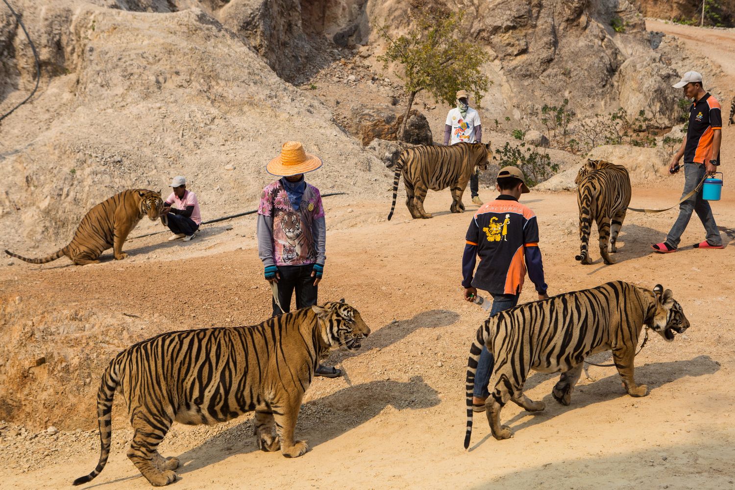 Staff at the Tiger Temple walk tigers back to their enclosure after a portrait session with tourists, in Kanchanaburi, on March 16, 2016. (Amanda Mustard/The New York Times)