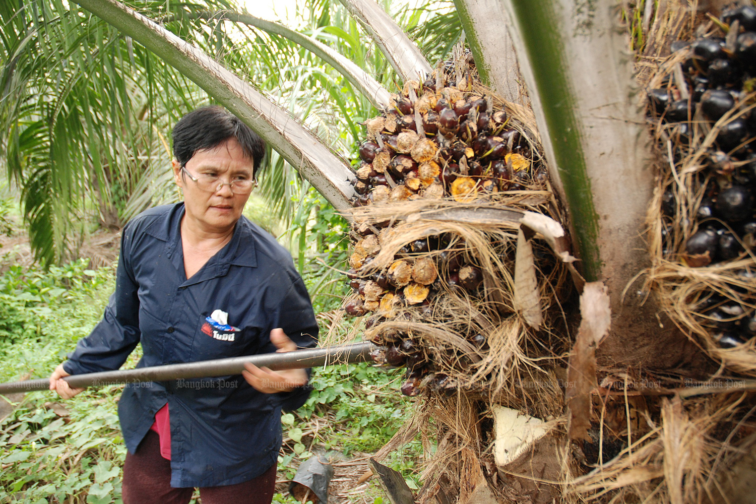 The price of domestic fresh palm nuts hit a two-decade low in April at 1.60-1.80 baht per kilogramme. (Bangkok Post photo)