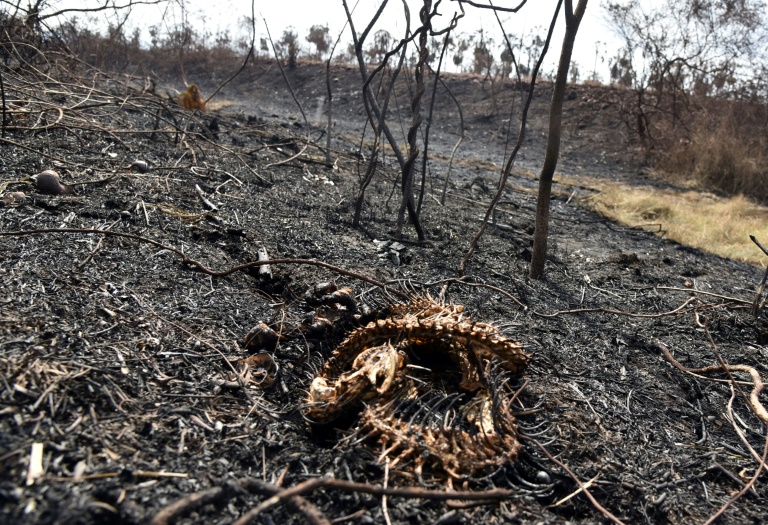 This snake could not escape the flames of a fire in the Otuquis National Park in eastern Bolivia. This snake could not escape the flames of a fire in the Otuquis National Park in eastern Bolivia.