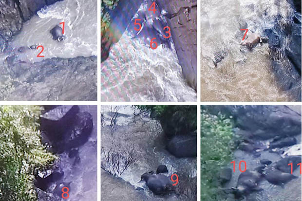 Drone spots 5 more dead elephants at Khao Yai waterfall