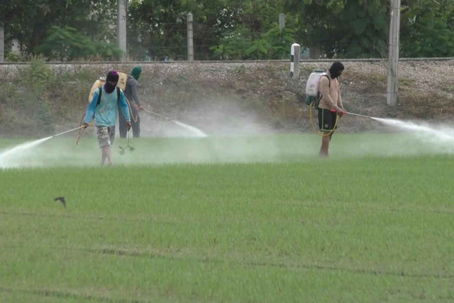 Workers spraying chemicals on a paddy field in Chai Nat province. Representatives of farmers from six provinces on Monday asked the Administrative Court to overturn the government's decision to ban three toxic farm chemicals. (File photo)