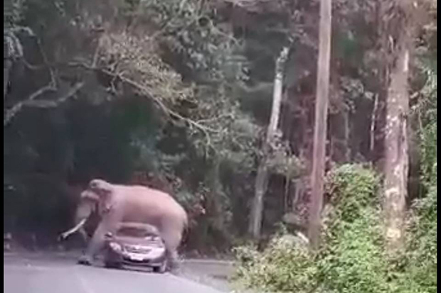 Duea the wild tusker and local character "greets" a car in Khao Yai National Park on Tuesday.