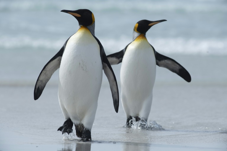 Falklands banking on king penguins to drive nature tourism